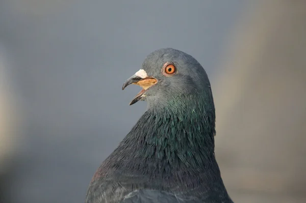 Closeup Shot Gray Dove Blurred Background — Stok fotoğraf