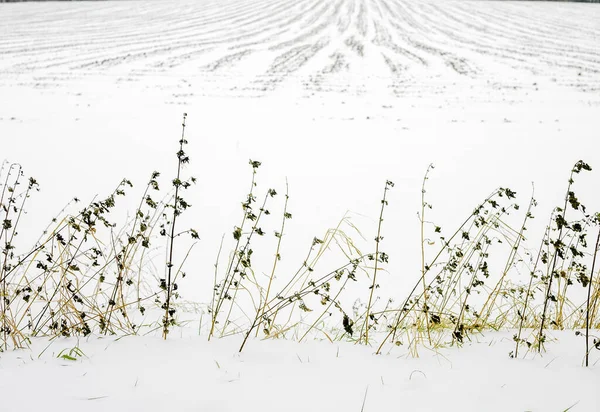Beautiful White Field Covered Snow Grass Foreground France — Fotografia de Stock