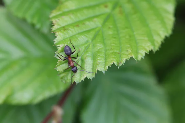 Selective Focus Ant Crawling Green Leaf — Stok fotoğraf
