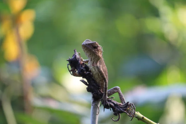 Selective Focus Shot Small Lizard Stick — Stock Fotó