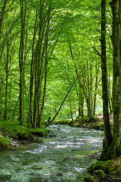 Beautiful Stream Green Deciduous Forest — Φωτογραφία Αρχείου