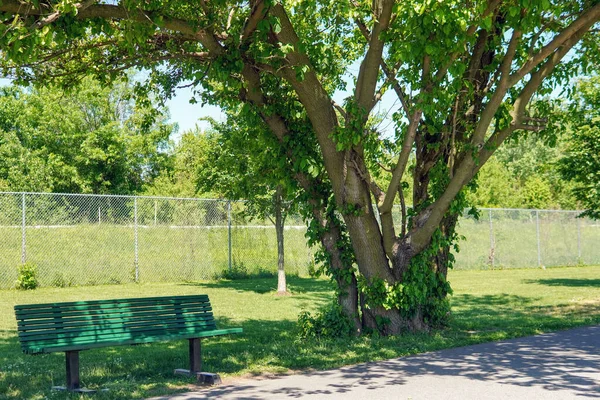 Closeup Shot Green Bench Tree Sunny Park — Stockfoto