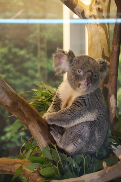 Koala Phascolarctos Cinereus Sitting Tree Kansas City Zoo Usa — Stok fotoğraf