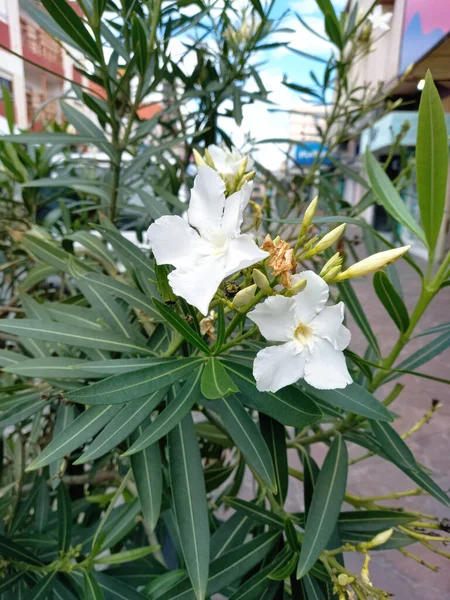 Nerium Oleander Ornamental Plant Poisonous Evergreen Shrub Fragrant White Flowers — Fotografia de Stock