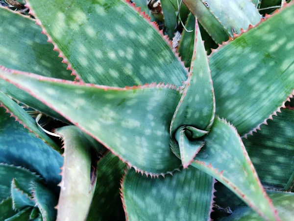 Top View Soap Aloe Plant Growing Garden — Zdjęcie stockowe