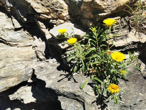 Group Golden Coin Daisy Flowers Growing Rocks — Zdjęcie stockowe