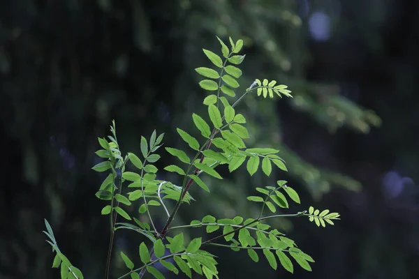 Selective Focus Growing Green Leaves Tree Branches — Zdjęcie stockowe