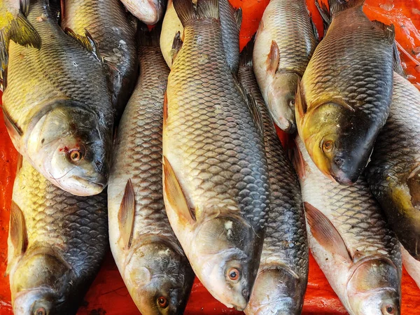 Tiro Close Peixes Recém Capturados — Fotografia de Stock