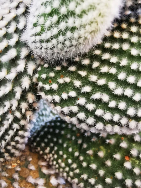 Closeup Bunny Ears Cactus Pad Stems — Stok fotoğraf