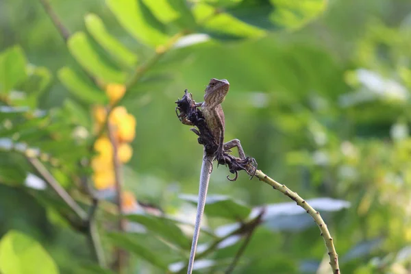 Selective Focus Shot Small Lizard Stick — Φωτογραφία Αρχείου