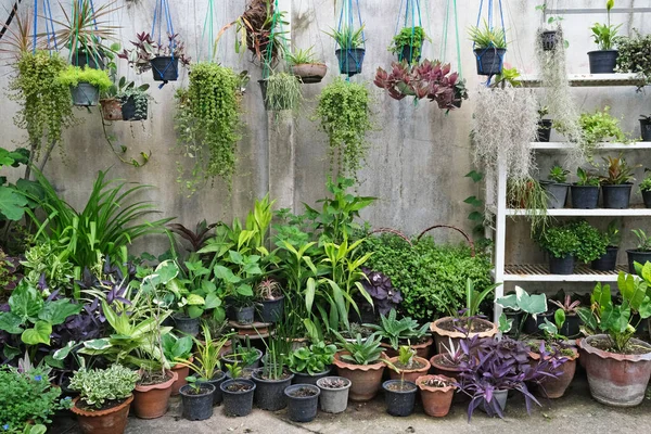 Potted Plants Indoor Garden Chiang Rai Thailand —  Fotos de Stock