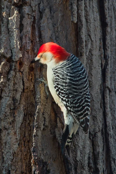 Vertical Closeup Shot Red Asian Barbet Bird Perched Tree — Stockfoto