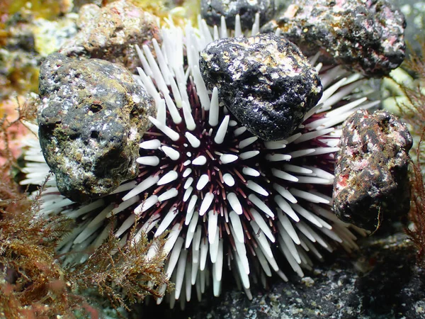 Underwater Shot Sphaerechinus Granularis Purple Sea Urchin Canary Islands —  Fotos de Stock