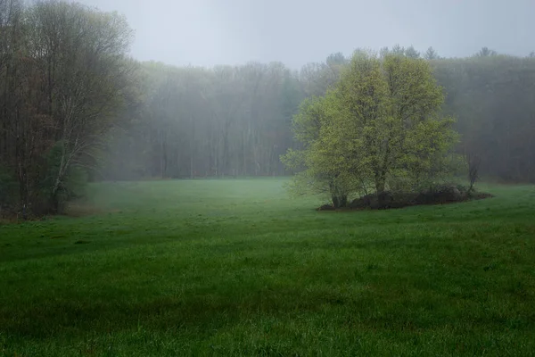 Beautiful View Creepy Foggy Grassy Field Surrounded Trees — Stockfoto