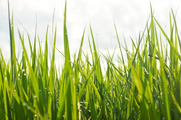 Closeup Green Grass Blades Sunrays Meadow — Stock Photo, Image