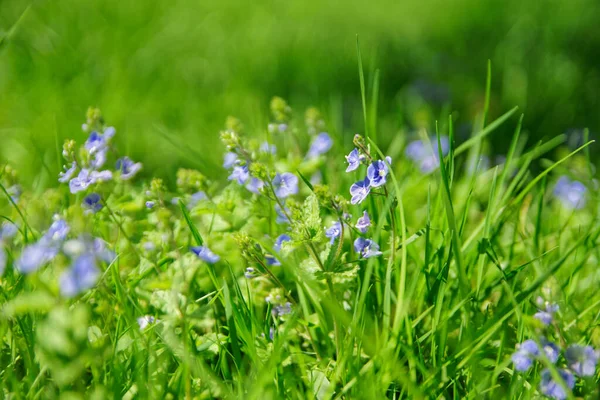 Blooming Speedwell Flowers Grassy Meadow —  Fotos de Stock