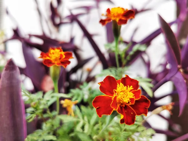 Closeup French Marigold Flowers Blooming Garden — Stok fotoğraf