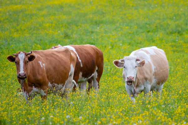 緑の牧草地に放牧牛の群れ — ストック写真