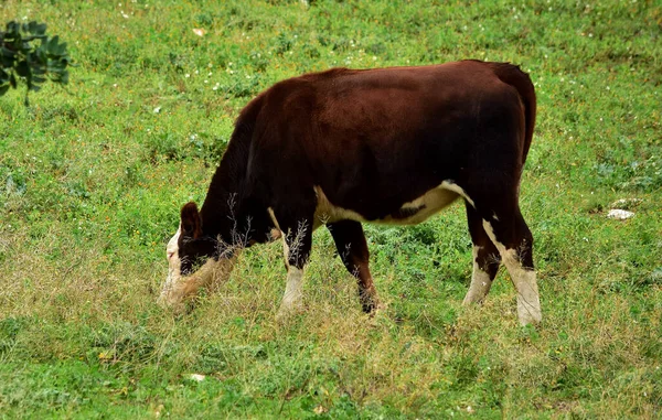 Big Cow Grazing Grass Field — Stockfoto
