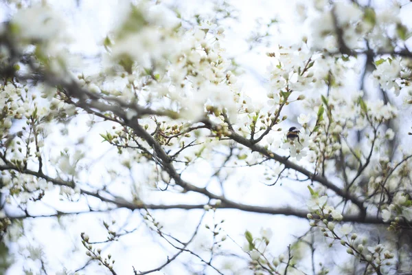 Selective Focus Shot Tree Branches Small White Flowers — Stockfoto