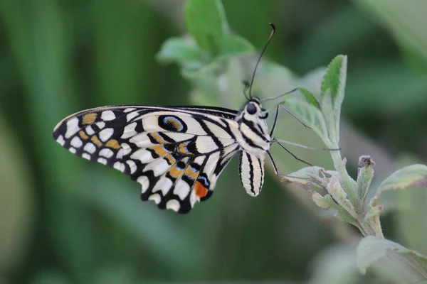 Closeup Shot Beautiful Black White Butterfly Leaf — 스톡 사진