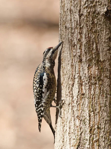 Vertical Closeup Shot Dendrocopos Woodpecker Perched Tree — Photo