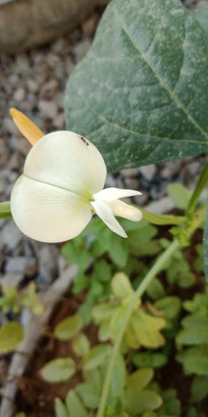 Vertical Shot Pisum Sativum Flower Ground — Fotografia de Stock