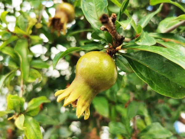 Small Pomegranate Bud Growing Deciduous Shrub — Foto Stock
