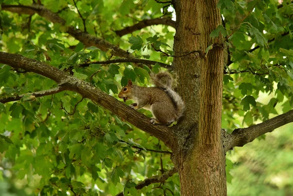 Invasive Eastern Gray Squirrel Gray Squirrel Sciurus Carolinensis Tree London — Fotografia de Stock