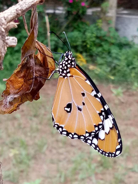 Closeup Beautiful Big Orange Butterfly Leaf — Stock Photo, Image