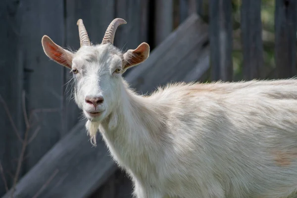 Closeup Shot Horned White Goat Farm — Stok fotoğraf