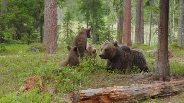 Ένας Βραδύποδας Καφέ Αρκούδων Στο Δάσος — Αρχείο Βίντεο