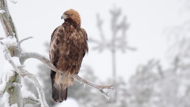 Bellissimo Falco Appollaiato Ramo Albero Durante Inverno — Video Stock