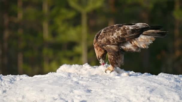 Nahaufnahme Eines Habichts Der Tote Hasen Auf Schnee Frisst — Stockvideo