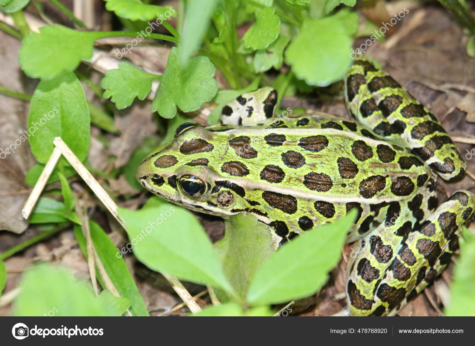 Eine Nahaufnahme Von Einem Schonen Grunen Nordlichen Leopardenfrosch Umgeben Von Stockfotografie Lizenzfreie Fotos C Wirestock 478768920 Depositphotos