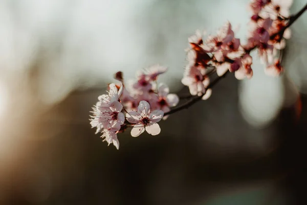 Closeup Thin Branch Gentle Cherry Blossoms Gentle Golden Sunlight — Fotografia de Stock