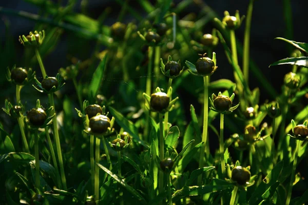 Selective Focus Shot Flower Bud Green Grass Dark Background — Stock Photo, Image