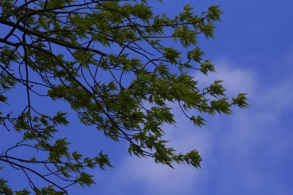 Low Angle Shot Green Leaves Tree Branches Blue Sky — Stock Fotó