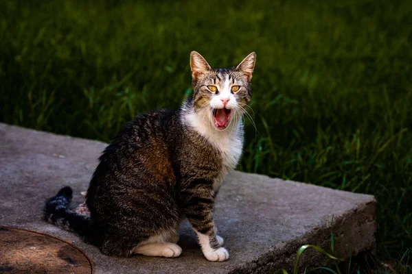 Eine Süße Katze Mit Gelben Augen Gähnt — Stockfoto