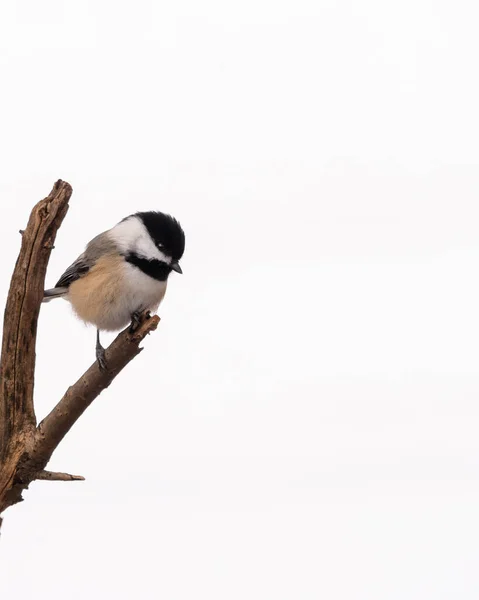Fluffy Great Tit Bird Perched Tree White Background — Stockfoto