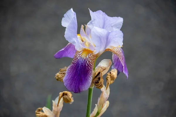 Selective Focus Shot Iris Flower Head Perfect Background — Stock fotografie