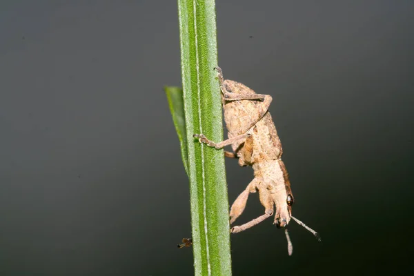 Mise Point Sélective Une Sauterelle Reposant Sur Une Tige Herbe — Photo