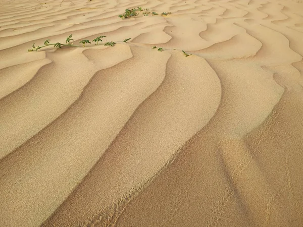 Closeup Sand Dune Texture — Stock Photo, Image