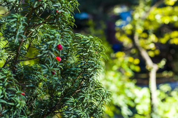 stock image A selective focus shot of a Yaw tree with fruit and green leaves growing in the garden