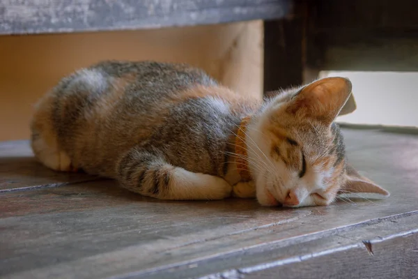 Closeup Shot Cute Cat Sleeping Wooden Surface — Stock Photo, Image