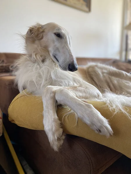 背景がぼやけている家のソファの上に横に白いサルキ犬の垂直ショット — ストック写真