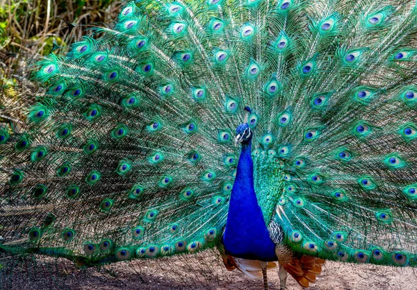 Closeup Shot Beautiful Male Peacock Captivity — Stockfoto