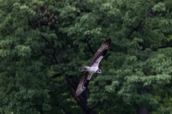 Arka Planda Ağaçlarla Uçan Bir Balık Avı Kuşu — Stok fotoğraf