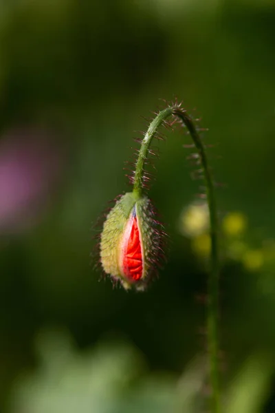 Bud Corn Poppy Opium Poppy Field Breaks Open Red Petals — Stockfoto