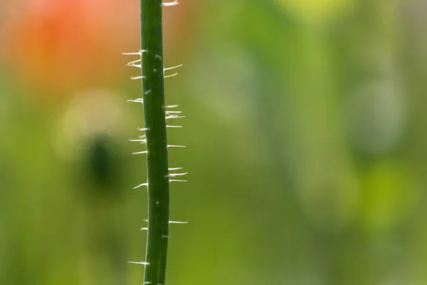 Щетинистый Волосатый Стебель Кукурузного Мака Поле Опиумными Маковыми Растениями — стоковое фото